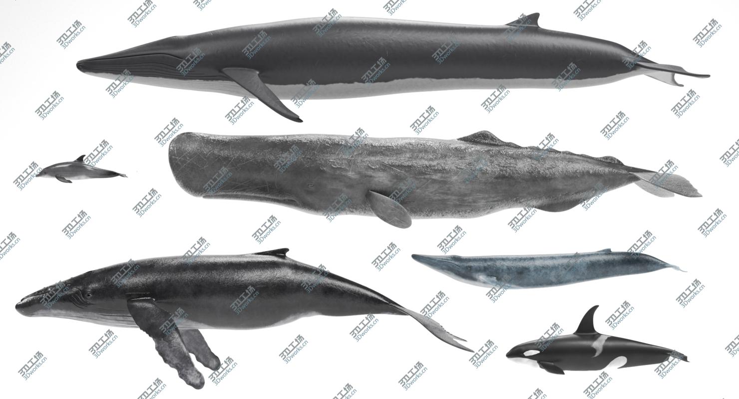 images/goods_img/2021040165/Whales 3D model/2.jpg